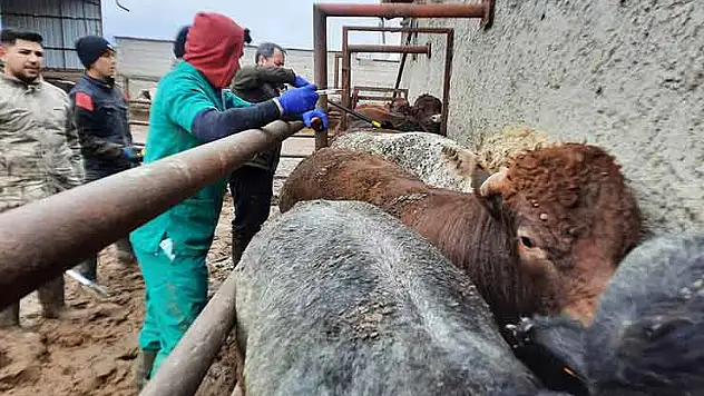 Konya'da ithal hayvanlara sıkı takip