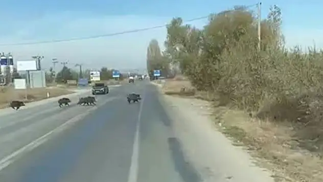 Konya'da kara yoluna çıkan yaban domuzu sürüsü böyle görüntülendi