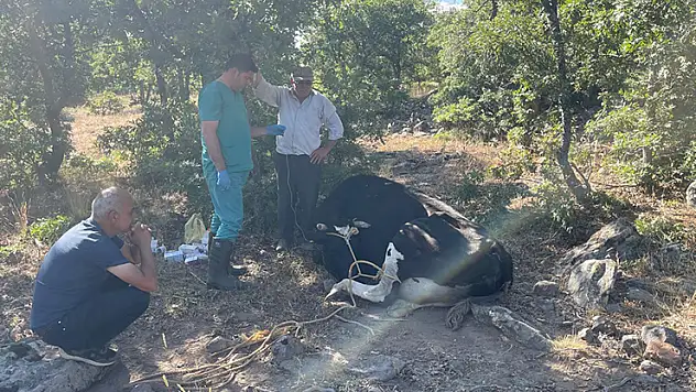 Konya'da kaybolan inek jandarma tarafından dron desteğiyle bulundu