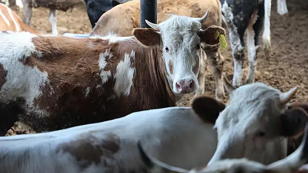 Konya'da kurbanlık hayvan seçiminde tercih büyükbaş