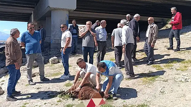 Konya'da kurumaya yüz tutan gölde kurban kestiler