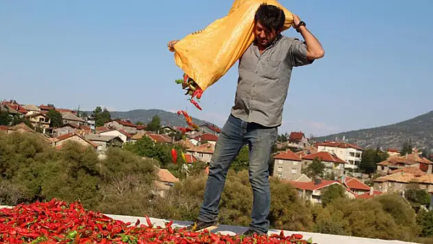Konya'da muhtar deneme amaçlı isot biberi yetiştirdi! Herkese tavsiye etti
