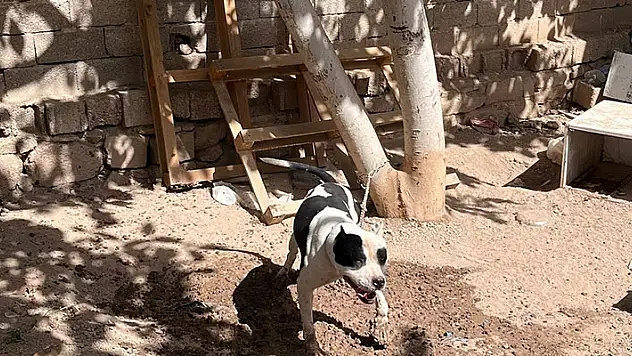 Konya'da pitbull besleyen 3 kişiye toplam 44 bin 946 lira ceza
