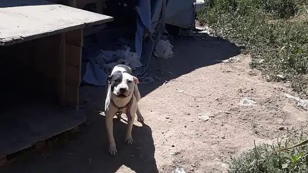 Konya'da pitbull besleyen şahsa 14 bin 982 lira ceza kesildi
