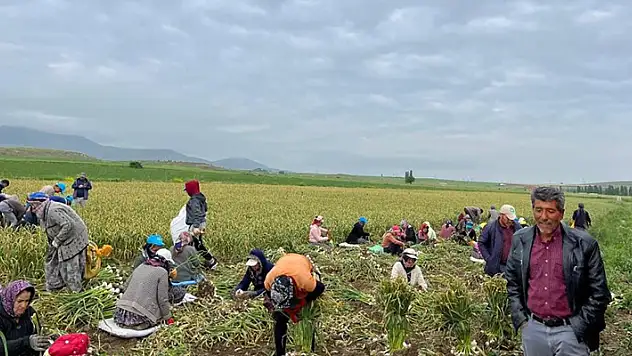 Konya'da sağanak yağış sarımsak tarlalarını vurdu
