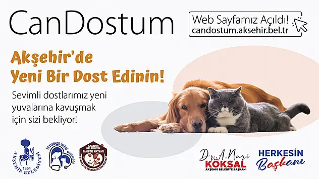 Konya'da sahipsiz hayvan kalmayacak