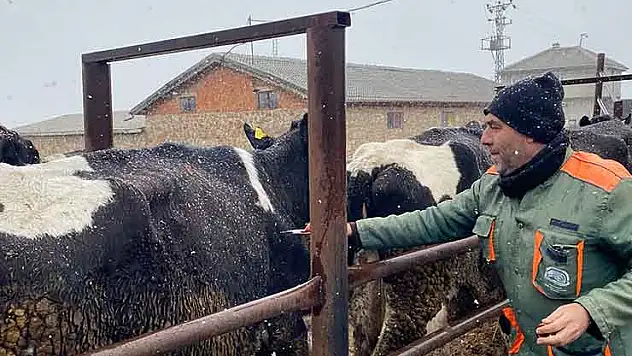 Konya'da şap hastalığı ile mücadele devam ediyor