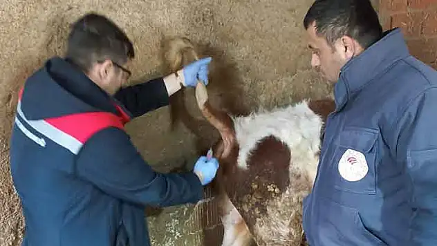 Konya'da şap hastalığına karşı çalışmalarını sürüyor