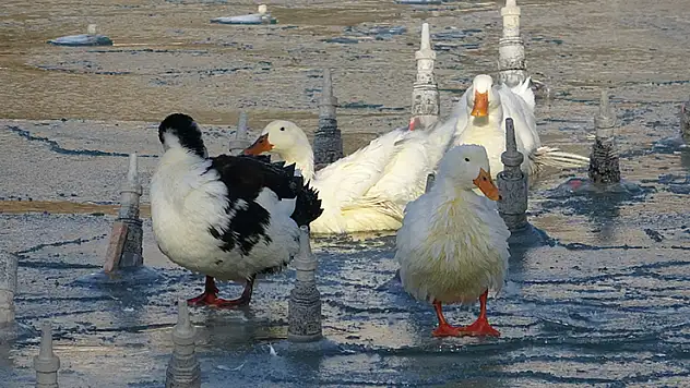 Konya'da soğuktan süs havuzları buz tuttu