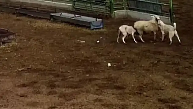 Konya'da sokak köpeklerinin saldırdığı koyun telef oldu