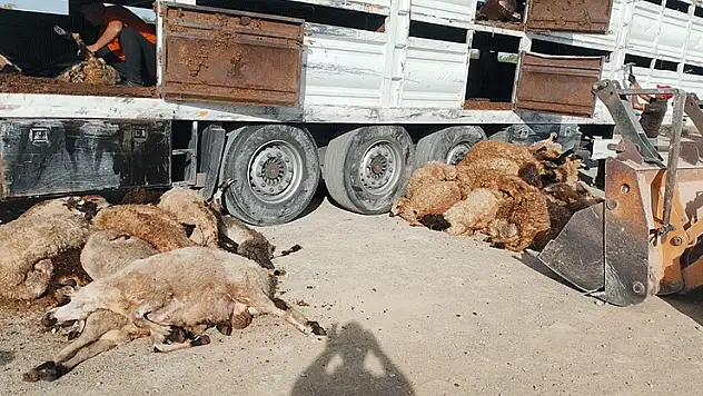 Konya'da tır devrildi, 147 küçükbaş hayvan telef oldu