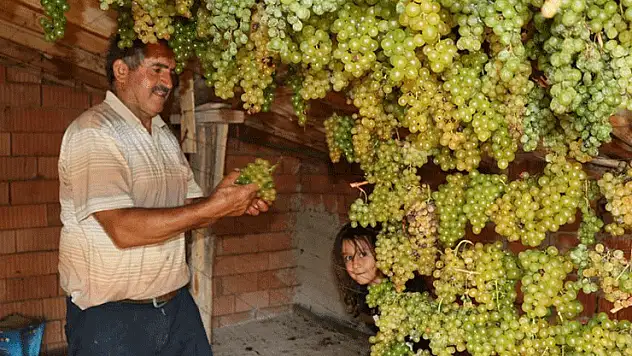 Konya'da Torosların yeşil altını 'gök üzüm' hasadı başladı