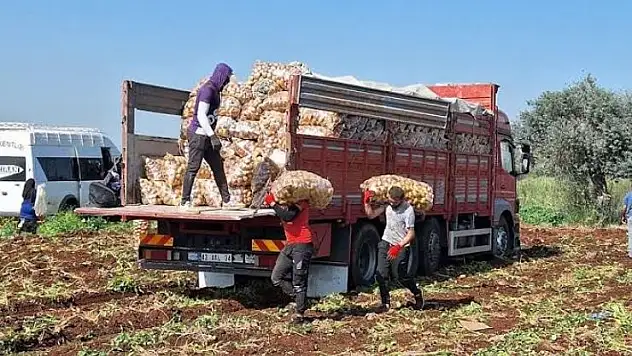 Konya'da ücretsiz patates dağıtımı gerçekleşecek