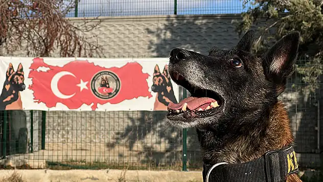 Konya'da uyuşturucu tacirlerinin 'Bulamazlar' dedikleri zulaları burunları ile patlatıyorlar