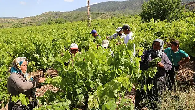 Konya'da üzüm yaprağı hasadı başladı
