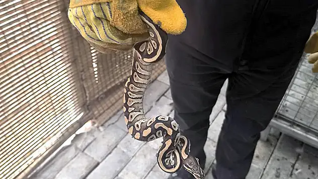 Konya'da vatandaşın cebinden çıkan piton yılanına el konuldu