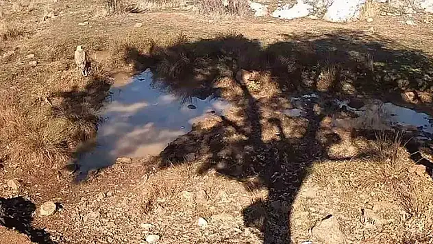 Konya'da yaban domuzları, kurt ve kızıl şahin görüntülendi