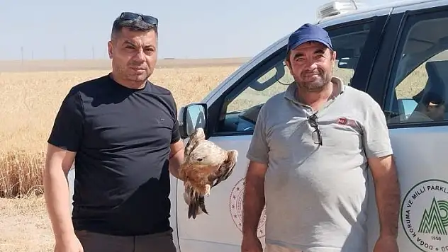 Konya'da yaralı şahin koruma altına alındı