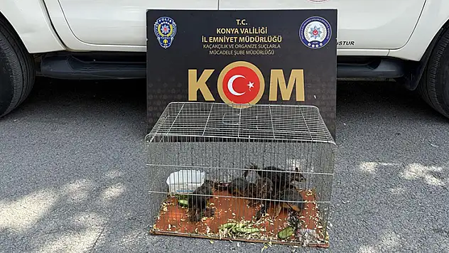 Konya'da yasadışı sincap ticaretine operasyon