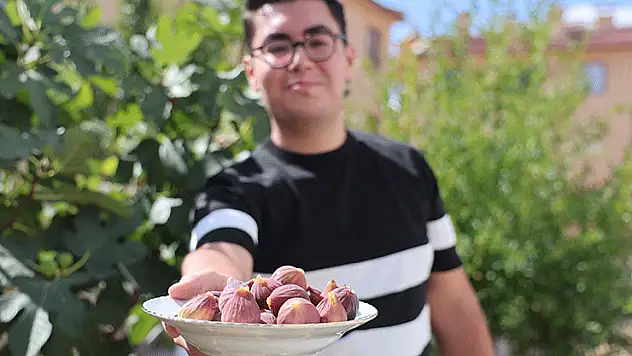 Konya'da yetişmesi zor bilinen inciri apartman bahçesinde yetiştirdi