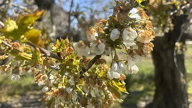 Konya'da zirai don nedeniyle kiraz ağaçları zarar gördü