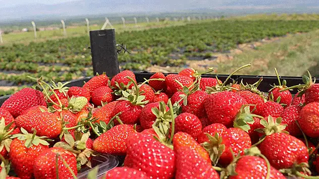 Konya'daki çiftçilerin yüzü güldü