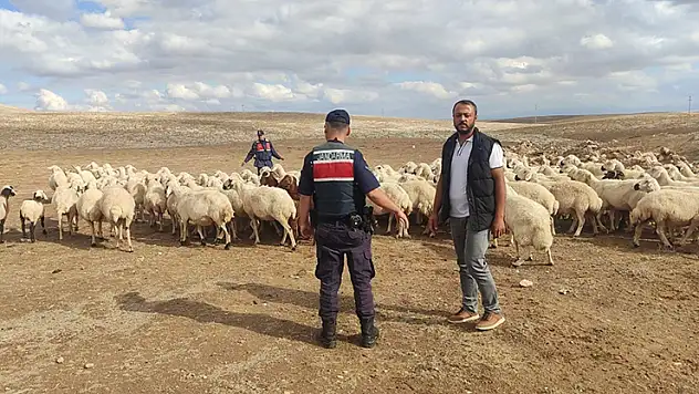 Konya'daki kayıp küçükbaş hayvanlar bulundu