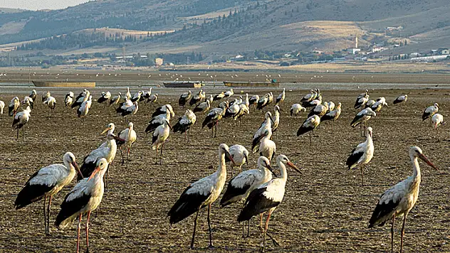 Konya'daki o göl, göçmen leyleklerin durağı oldu