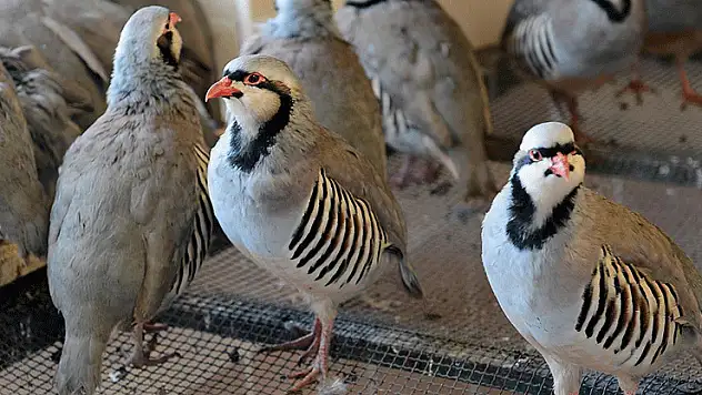 Konya'daki tesiste 7 yılda 100 bin civarında keklik üretildi