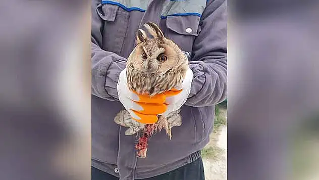 Konya'daki yaralı baykuş tedaviye alındı