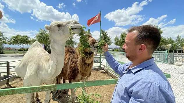 Konyalı besici çiftliğinde hobi amaçlı deve besliyor
