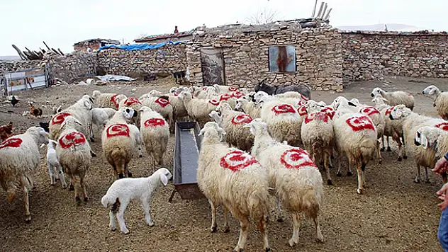 Konyalı Besici Koyunlarının Sırtına Türk Bayrağı Çizdi
