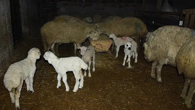 Konyalı besicilerin 'kuzu' nöbeti! Yavrulayacak koyunlarını kamerayla takip ediyorlar