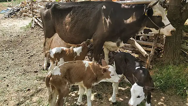 Konyalı besicinin ineği, bir batında üçüz buzağı doğurdu