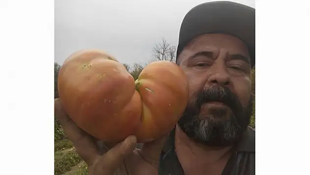 Konyalı çiftçi 1 kiloluk domates yetiştirdi