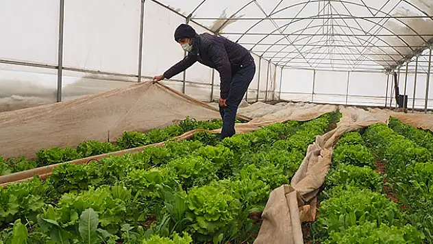 Konyalı çiftçi, arkadaşlarının olumsuz görüşlerine rağmen sera kurdu