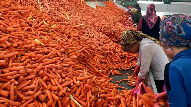 Konyalı çiftçiler havuç veriminden memnun