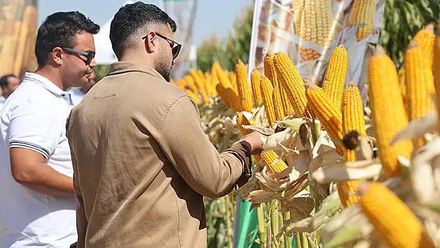 Konyalı çiftçilere yeni hibrit mısırlar tanıtıldı