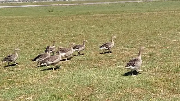 Konyalı doğasever, yaralı bulduğu yaban kazlarını tedavi ettirip, yavrularıyla 250 kilometre mesafedeki göle bıraktı
