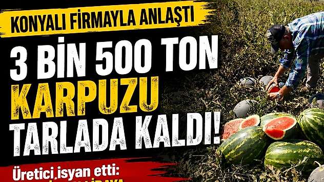 Konyalı firmayla anlaştı, 3 bin 500 ton karpuzu tarlada kaldı!
