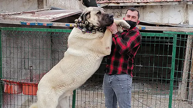 Konyalı hayvansever, boz çoban köpeği 'Hükümdar'a gözü gibi bakıyor