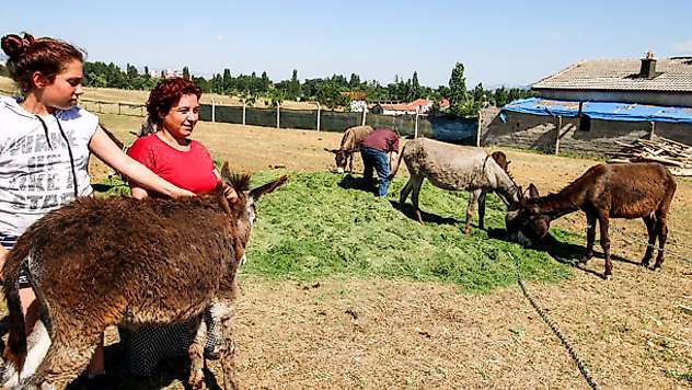 Konyalı kadın kanser hastası eşine eşek sütü elde etmek için çiftlik kurdu