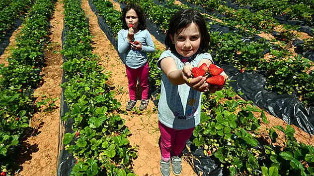 Konyalı üreticiler dikkat! Tarımsal destek başvuruları 7 Ağustos'a uzatıldı