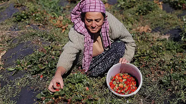 Konyalı üreticiler Hüyük çileğinin hasadında üreticiler kış öncesi zamanla yarışıyor
