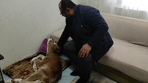 Konyalı vatandaş annesi öldüğü için 'Öksüz' adını verdiği buzağıya evinde özenle bakıyor
