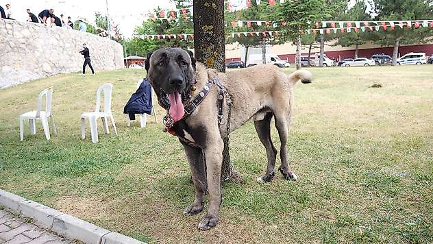 Konyalı yetiştiriciler Çorumdaki köpek şampiyonasında boy gösterdi
