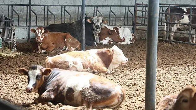 Konyalılar dikkat! Kurban eti nasıl tüketilmeli?