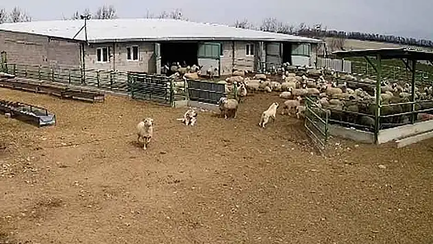 Konya'nın bu ilçesinde ilginç anlar: Koyunlar kaçtı, çoban köpeği izledi