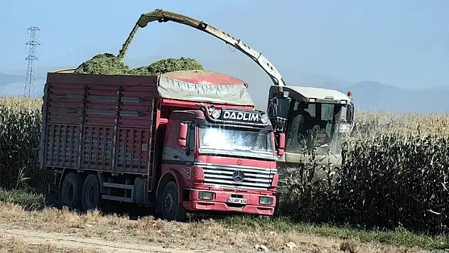 Konya'nın o ilçesinde mısır hasadı başladı