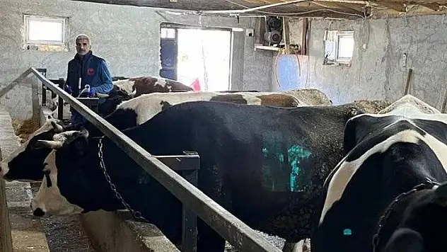 Konya'nın o ilçesinde şap aşılama çalışması yapıldı